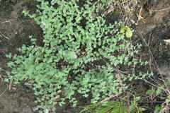 Indigofera cordifolia